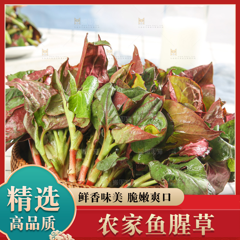 浅底上的鱼腥草