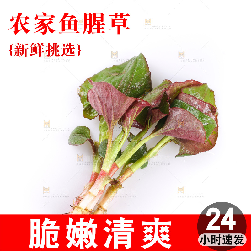 白底上的鱼腥草叶