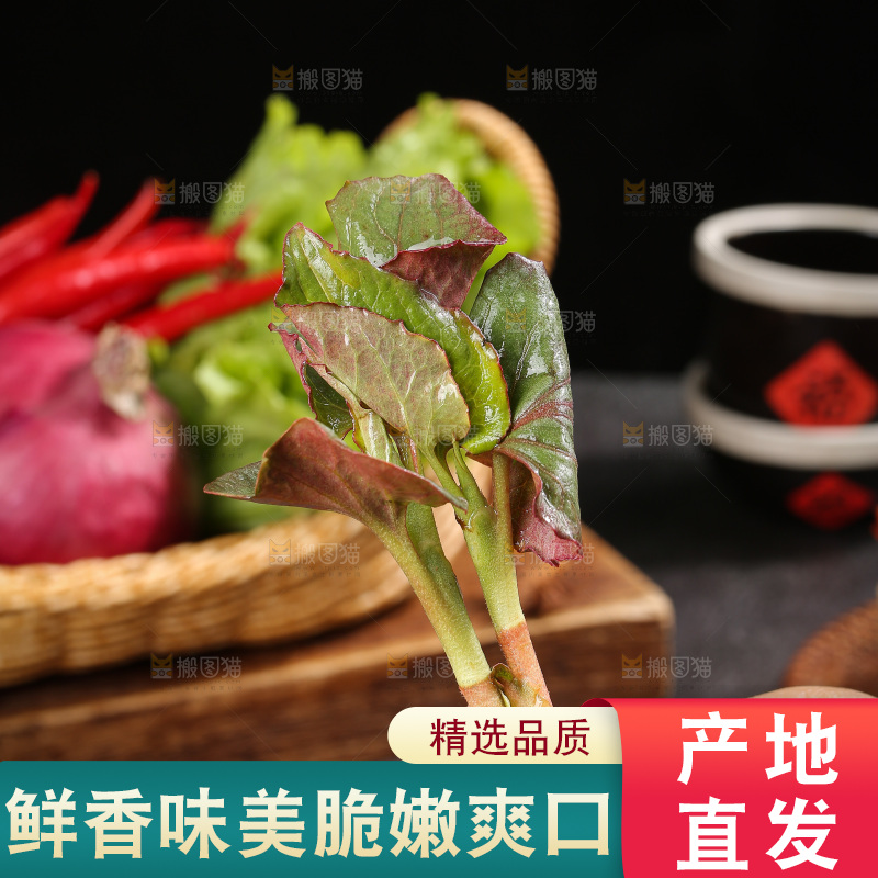 深底上的鱼腥草叶