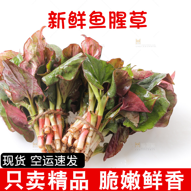 白底上的鱼腥草叶