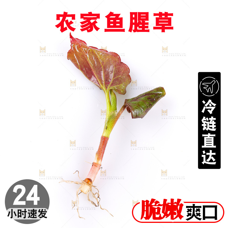 白底上的鱼腥草叶