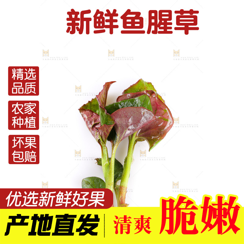 白底上的鱼腥草叶