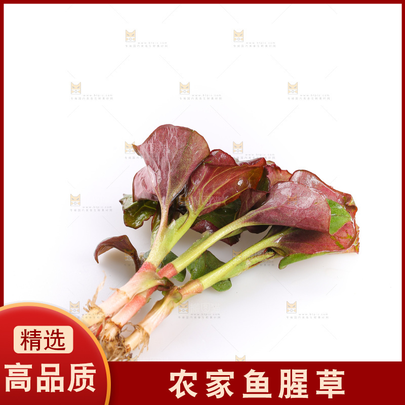 白底上的鱼腥草叶