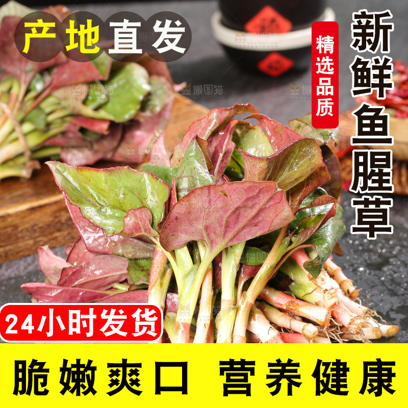 深底上的鱼腥草叶