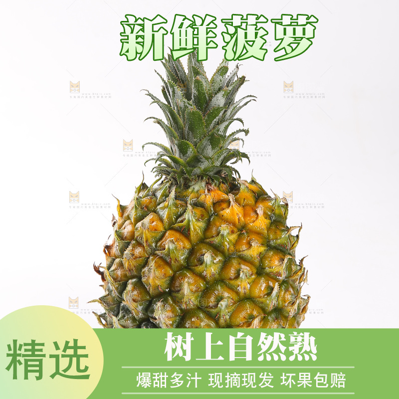 白底上的徐闻菠萝