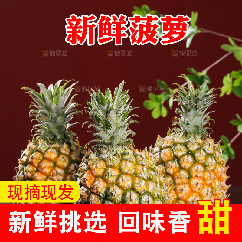 深底上的徐闻菠萝