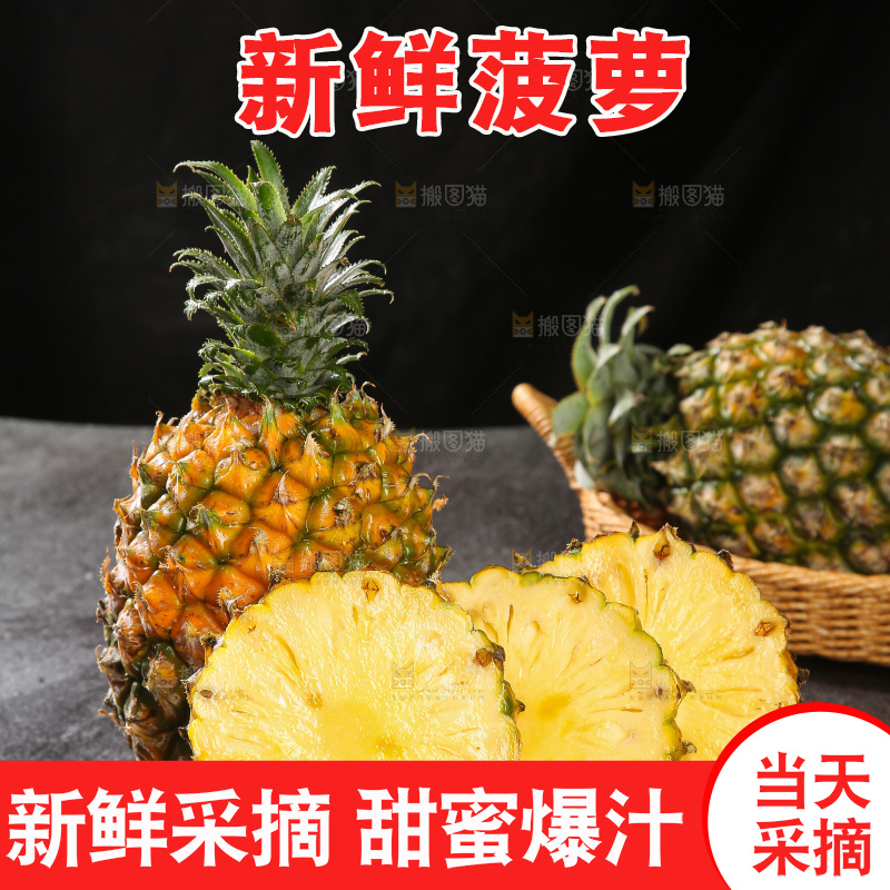 深底上的徐闻菠萝