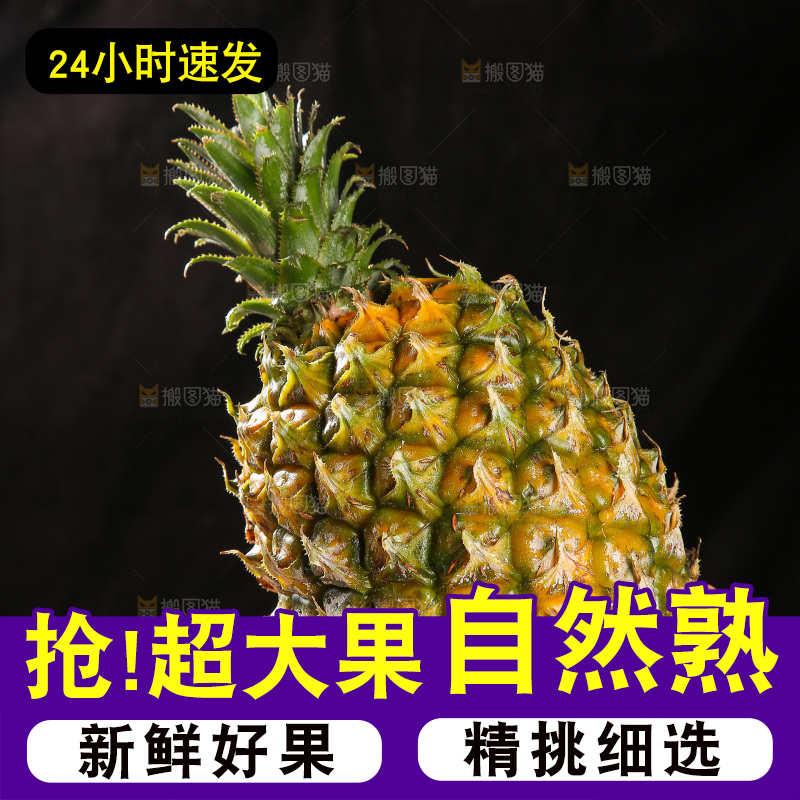 深底上的徐闻菠萝