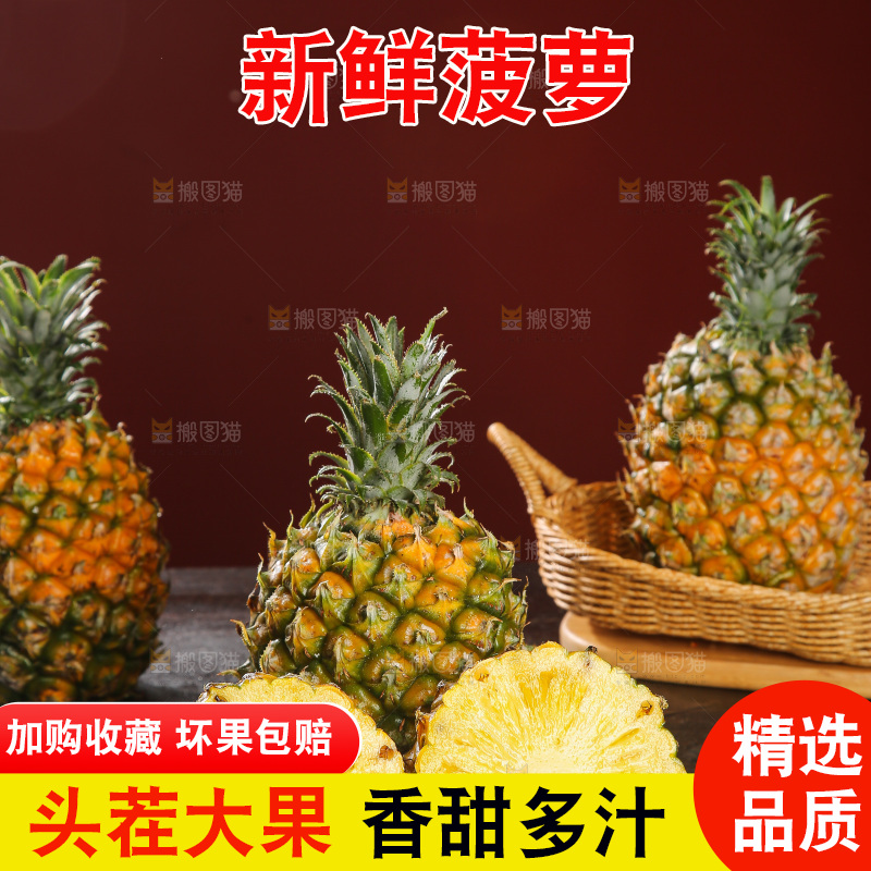 深底上的徐闻菠萝