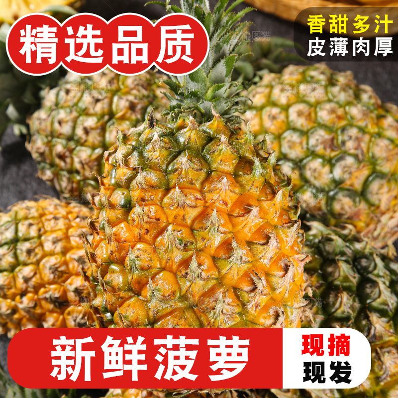 深底上的徐闻菠萝