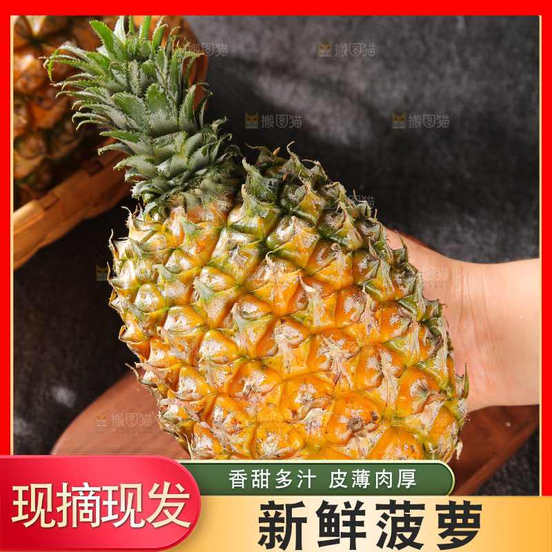 深底上的徐闻菠萝