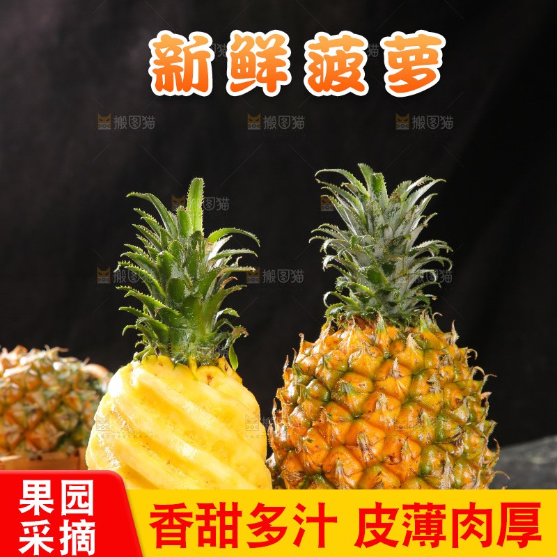 深底上的徐闻菠萝