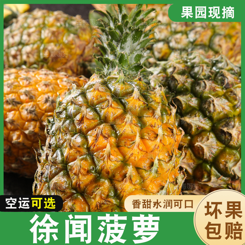 深底上的徐闻菠萝