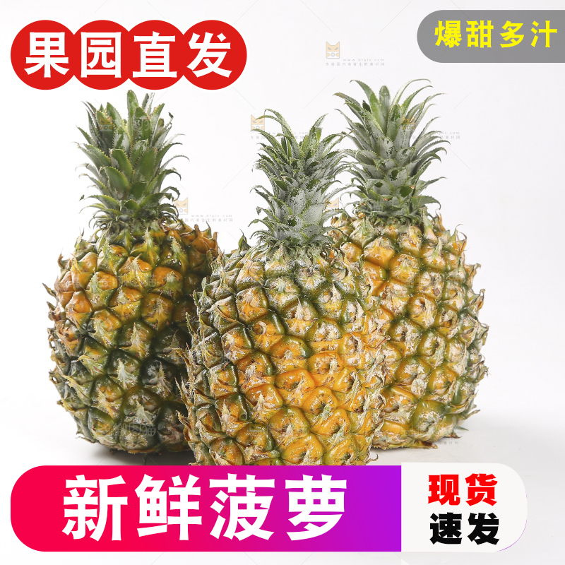白底上的徐闻菠萝