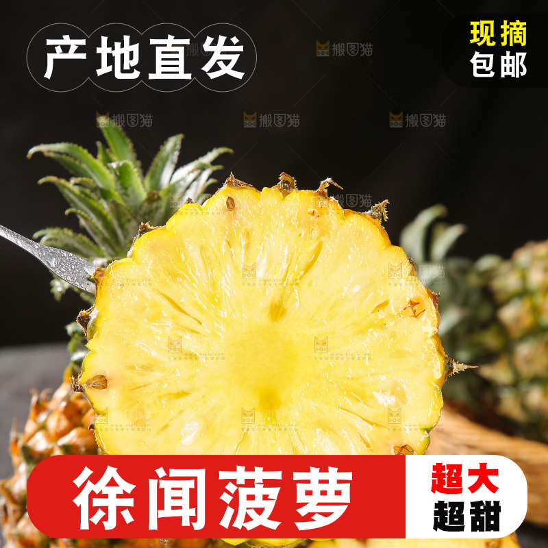 深底上的徐闻菠萝