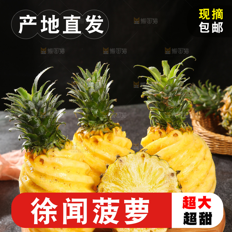 深底上的徐闻菠萝