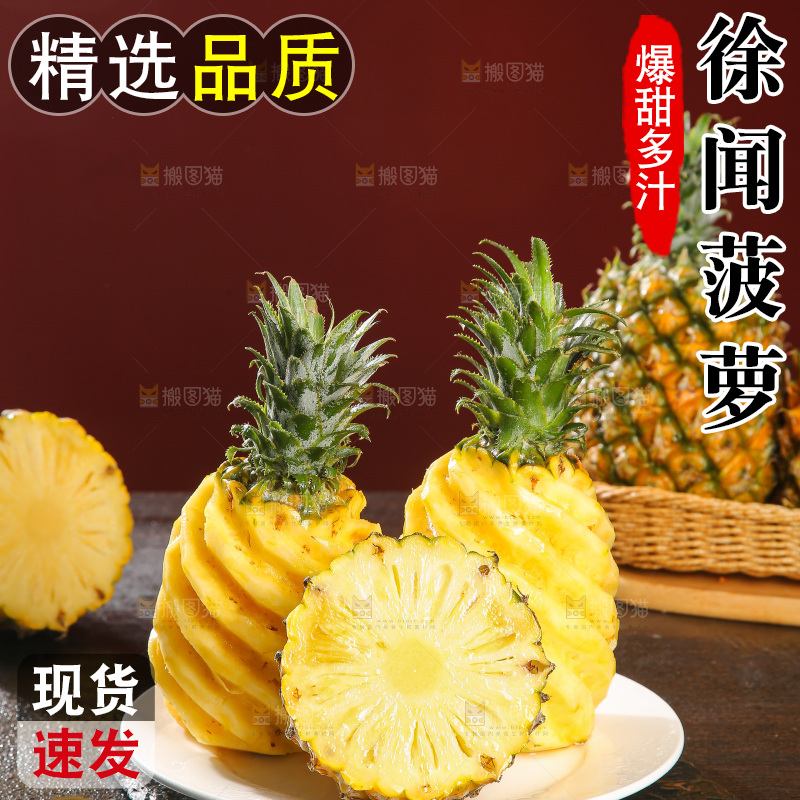 深底上的徐闻菠萝