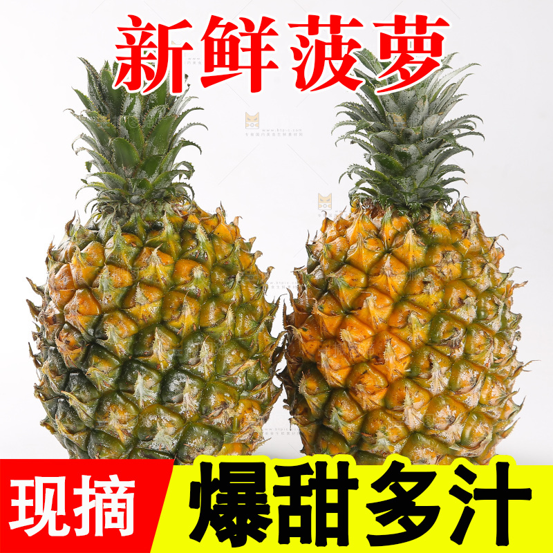 白底上的徐闻菠萝