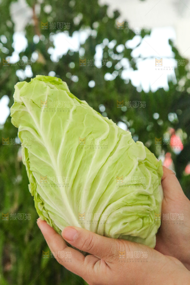 木底上的卷心菜