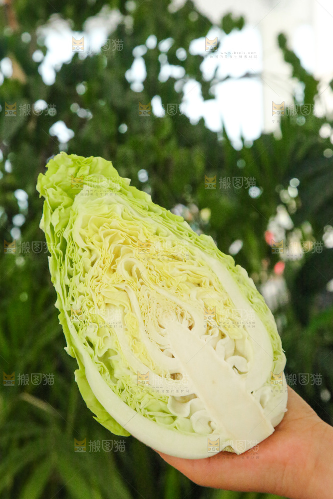 木底上的卷心菜