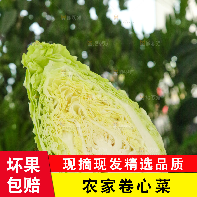 木底上的卷心菜