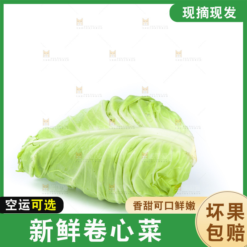 白底上的卷心菜