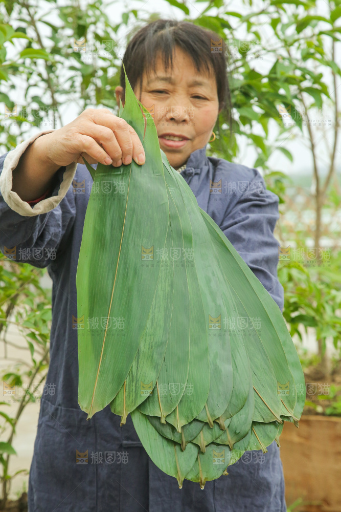 手里拿着新鲜粽叶