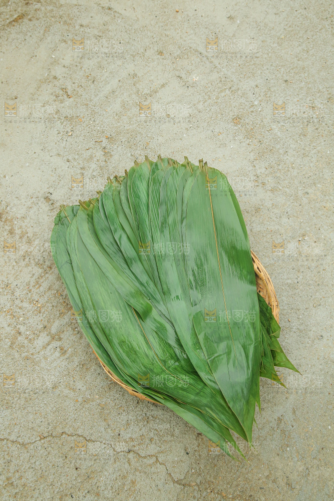 手里拿着新鲜粽叶