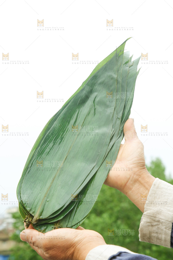 手里拿着新鲜粽叶