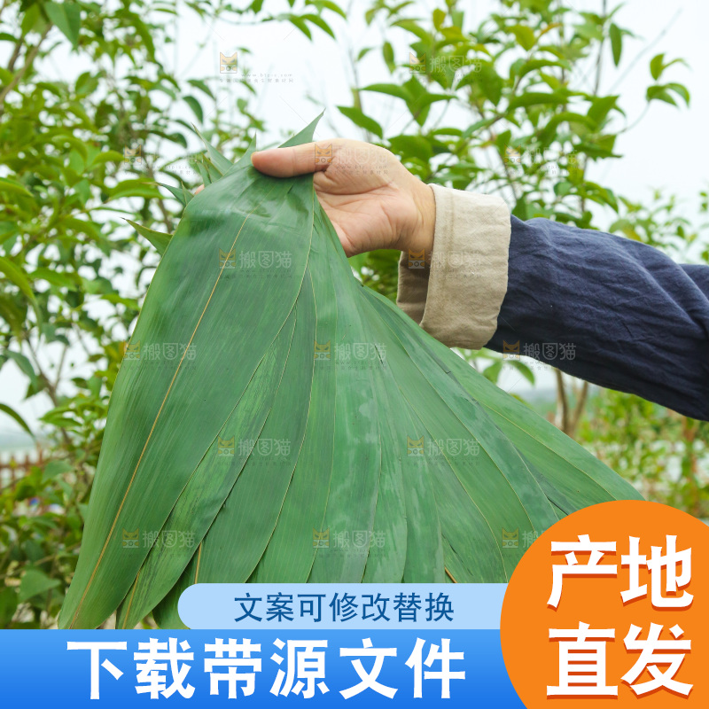 手里拿着新鲜粽叶