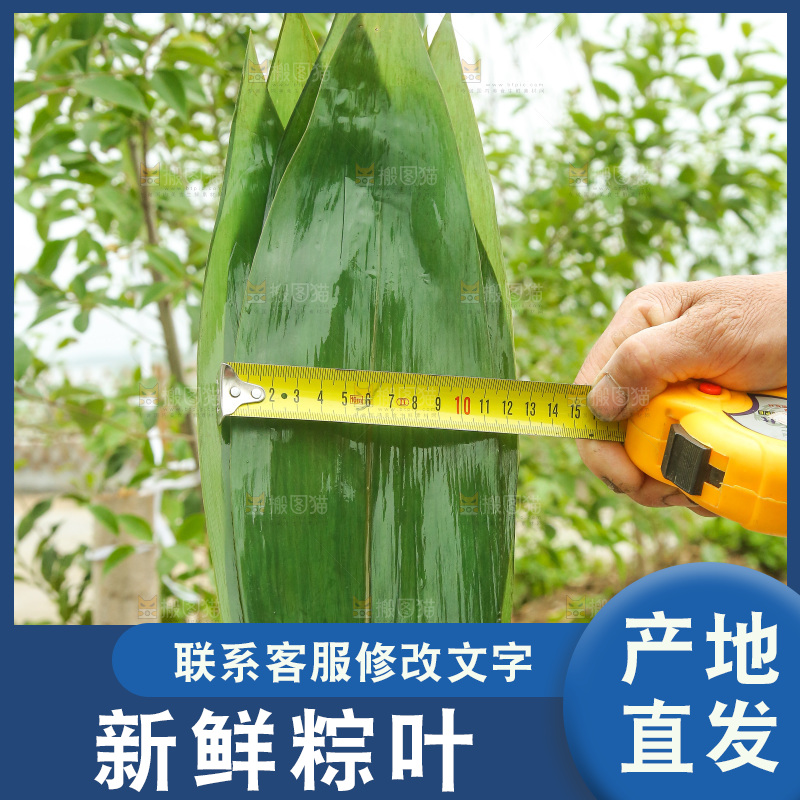 手里拿着新鲜粽叶