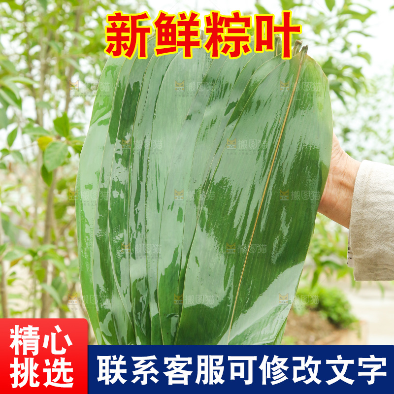 手里拿着新鲜粽叶