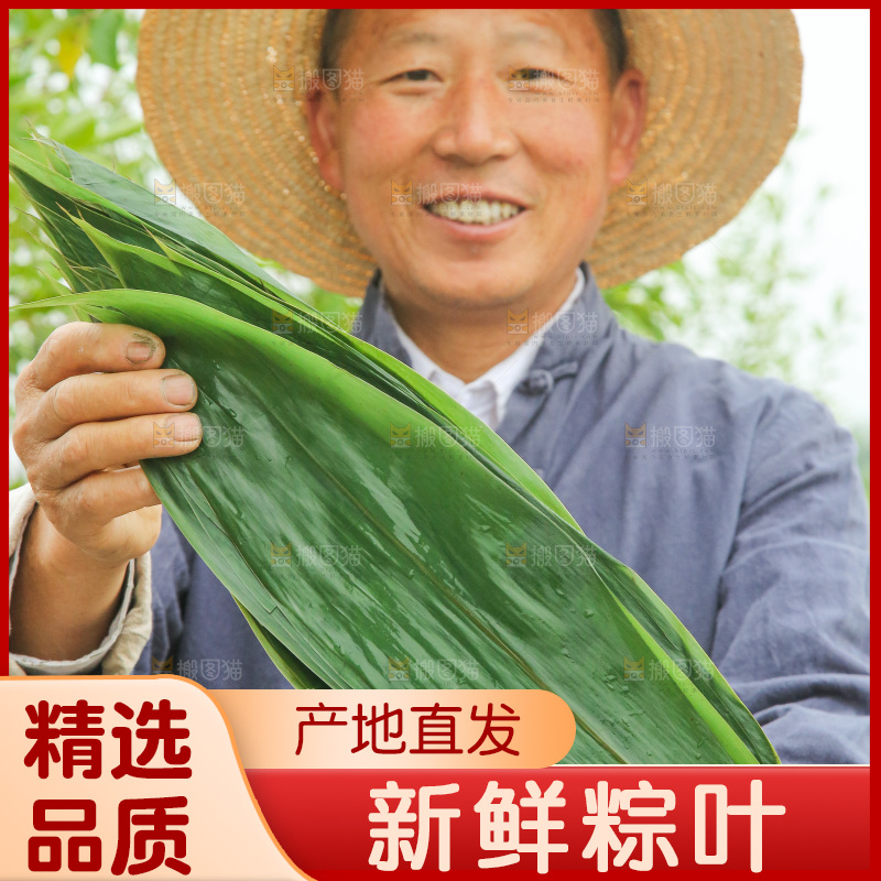 手里拿着新鲜粽叶