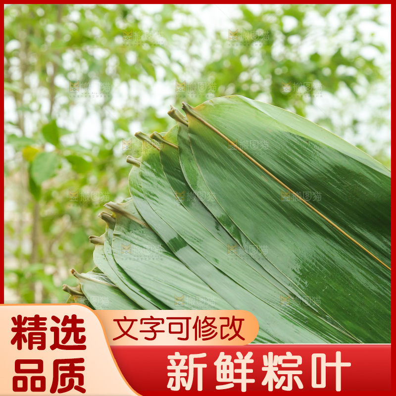 手里拿着新鲜粽叶