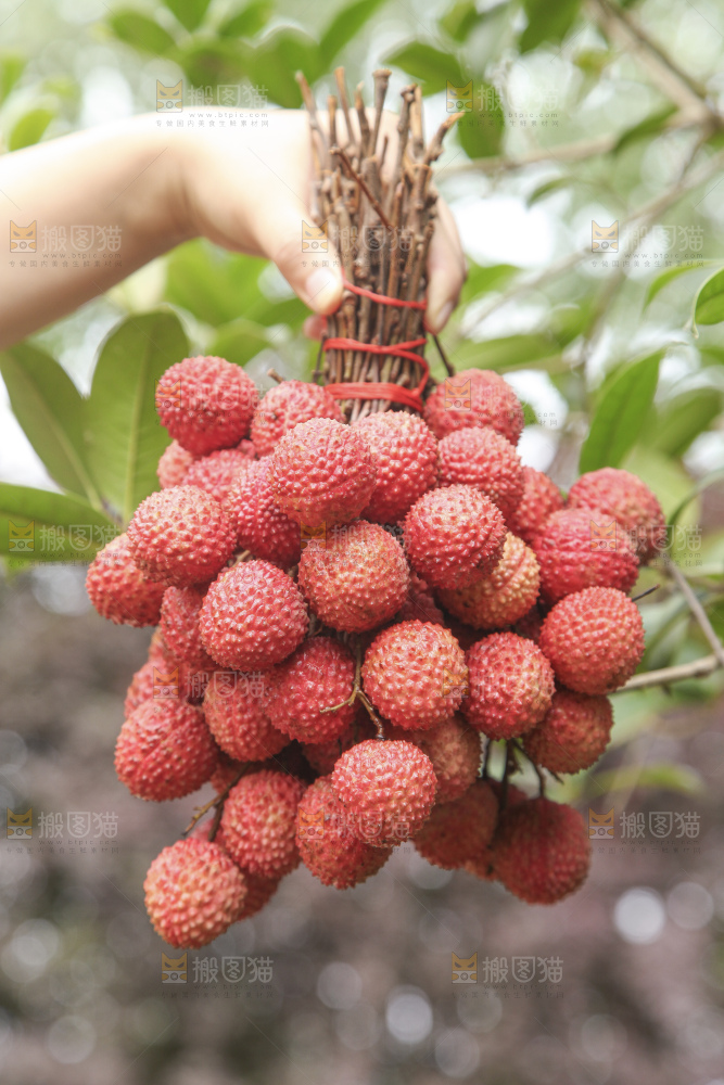手里拿着桂味荔枝
