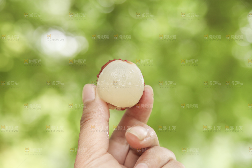 手里拿着桂味荔枝