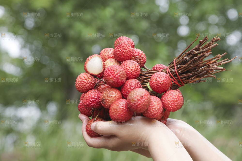 手里拿着桂味荔枝