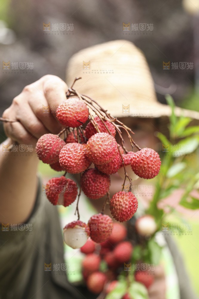 手里拿着桂味荔枝