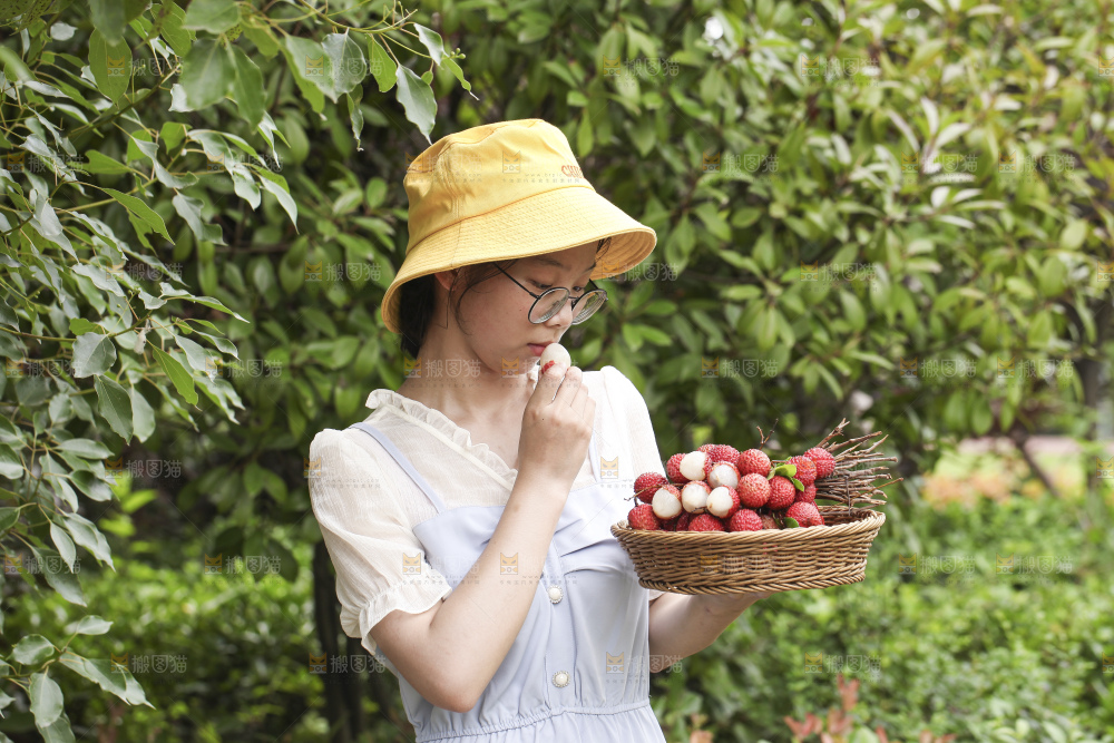 手里拿着桂味荔枝