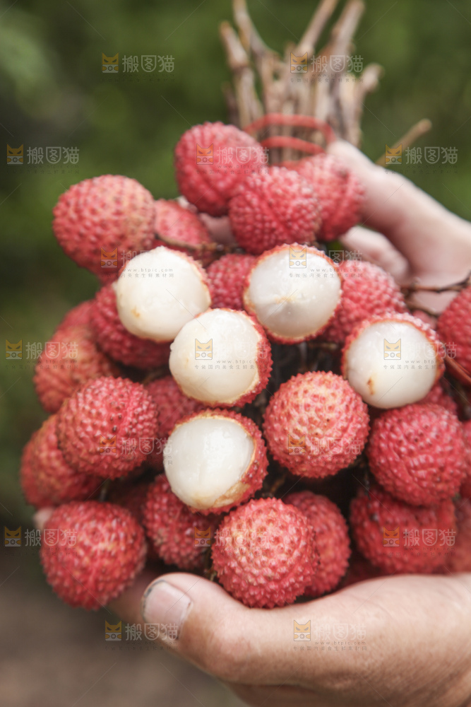 桂味荔枝