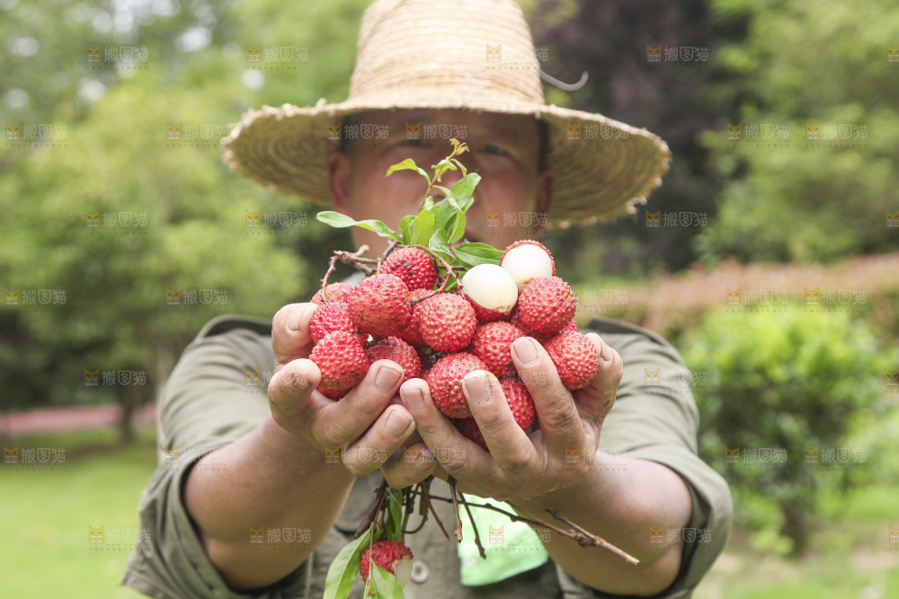 手里拿着桂味荔枝