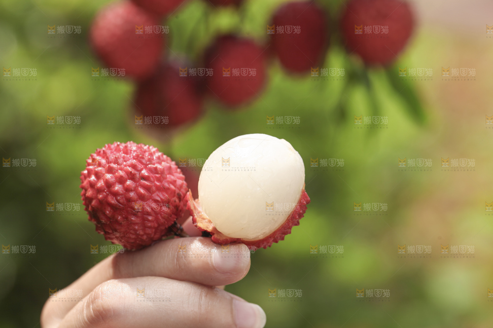手里拿着桂味荔枝