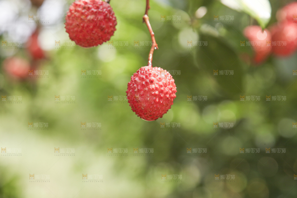 手里拿着桂味荔枝