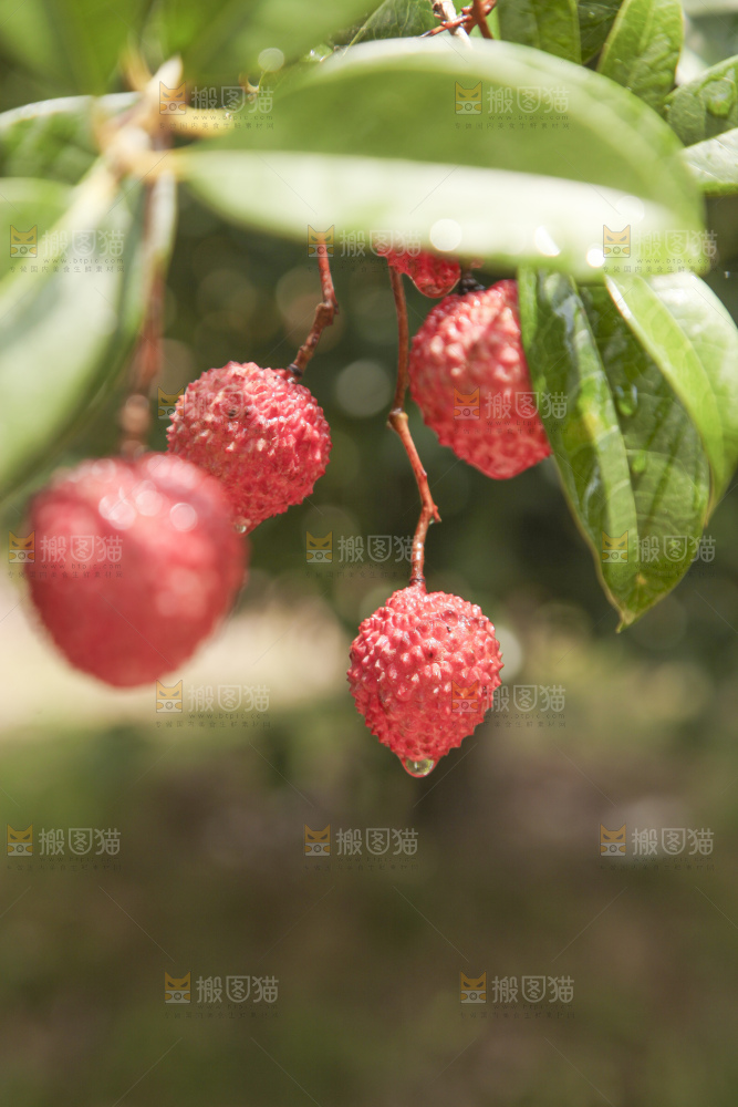 手里拿着桂味荔枝