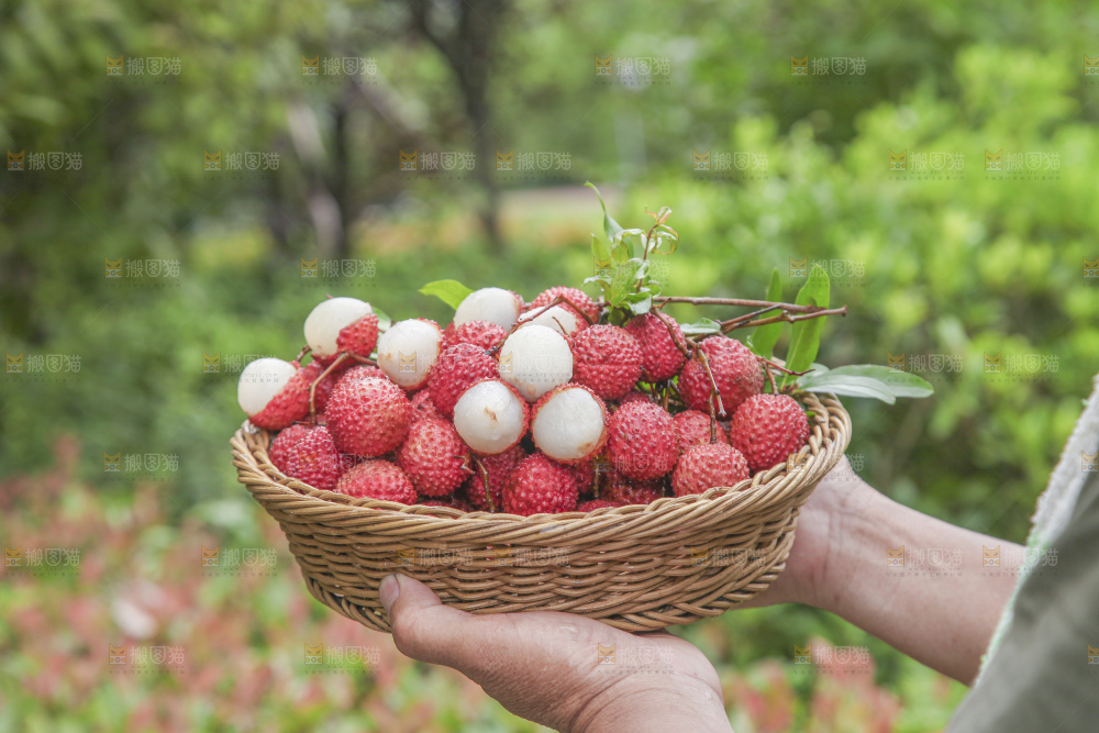 手里拿着桂味荔枝
