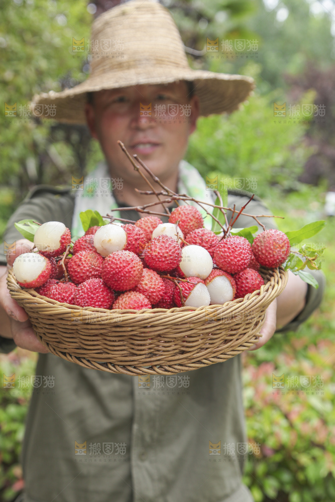 手里拿着桂味荔枝