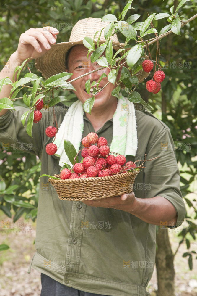 手里拿着桂味荔枝