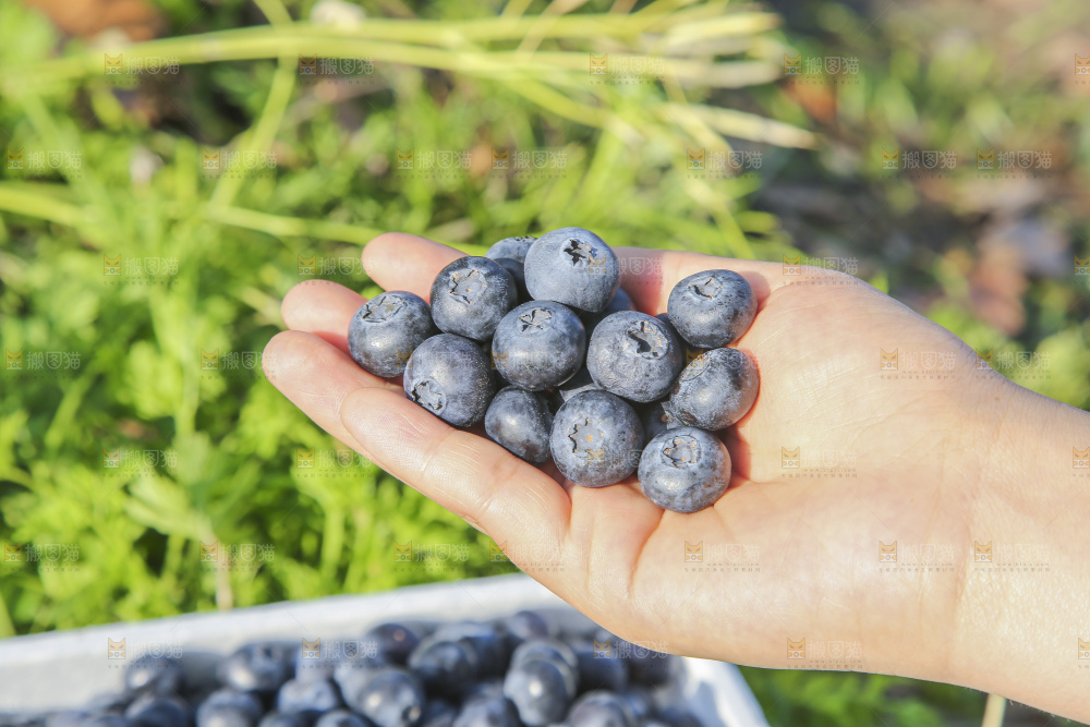 手里拿着蓝莓鲜果