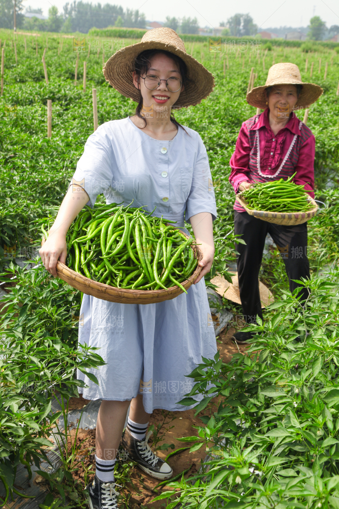 手里拿着现摘线椒