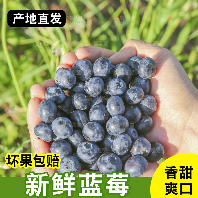 手里拿着蓝莓鲜果